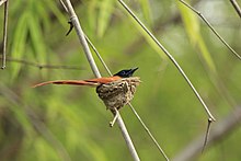 Indian Paradise Flycatcher - Female - Tadoba Andhari Tiger Reserve, Chandrapur, Maharashtra, female guarding its nest weaved on a bamboo twig. Indian Paradise Flycatcher - Female - TATR.jpg