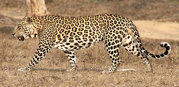 Image: Indian male leopard (cropped)