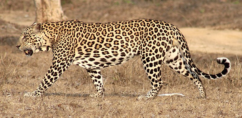 File:Indian male leopard (cropped).jpg