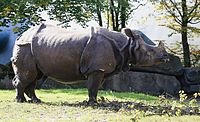 Indisches Panzernashorn (Rhinoceros unicornis), Tierpark Hellabrunn, München