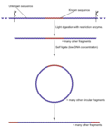 Thumbnail for Inverse polymerase chain reaction