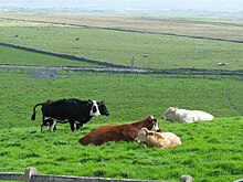 Irish cattle Ireland Cattle.jpg