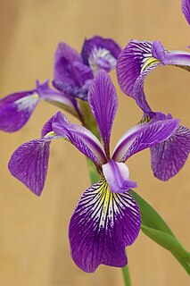 <i>Iris × robusta</i> Hybris species of flowering plant in the iris family Iridaceae