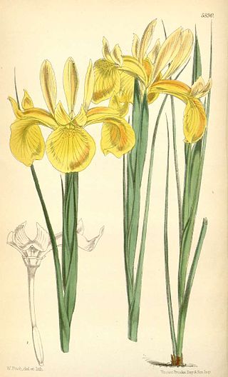 <i>Iris juncea</i> Species of flowering plant