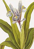 Iris alata (now planifolia)