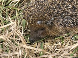 Egel: Verspreiding en leefgebied, Uiterlijke kenmerken, Gedrag