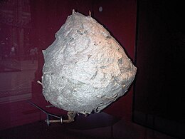 A papírszerű anyagból készült fészek a londoni Természettudományi Múzeumban