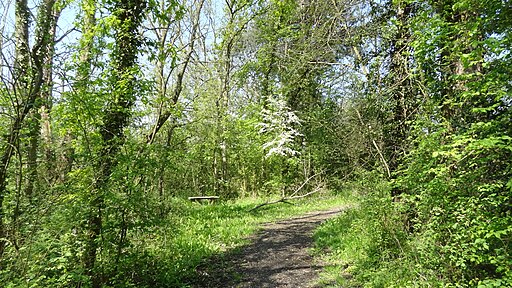 Jubilee Wood, Malden Rushett 4