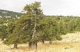 Juniperus excelsa - Boylu Ardic - Greek Juniper 07.JPG