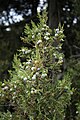 Griechischer Wacholder (Juniperus excelsa)