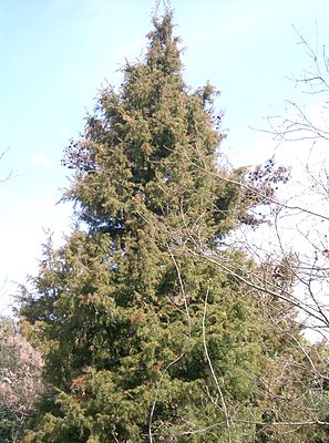 Juniperus rigida4.jpg