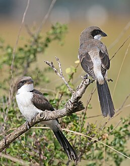 Juvenile Long-tailed Fiscals.jpg