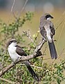 13 Adult Long-tailed fiscal uploaded by Muhammad Mahdi Karim, nominated by Muhammad Mahdi Karim