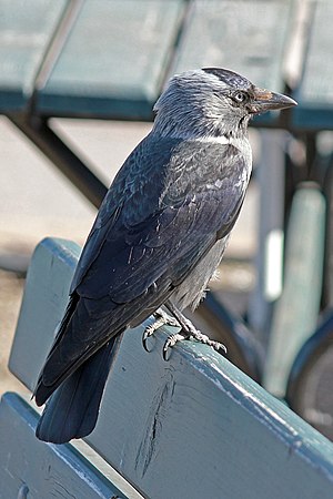 Jackdaw (Corvus monedula)