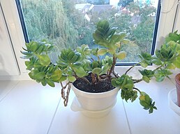 Культивування Kalanchoe crundallii в Україні