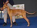 Canarian Podenco