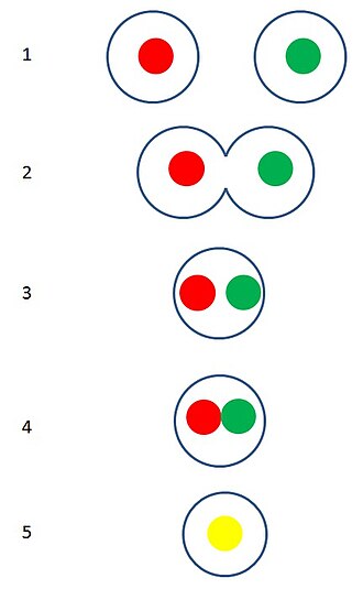 Karyogamy in the context of cell fusion. 1-haploid cells, 2-cell fusion, 3-single cell with two pronuclei, 4-fusing pronuclei (karyogamy), 5-diploid cell Karyogamy.jpg