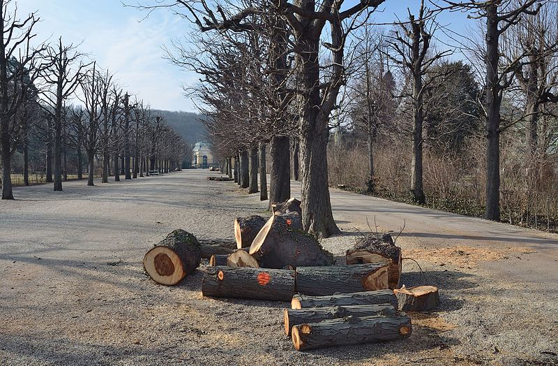 File:Kastanienallee, Schönbrunn 02.jpg