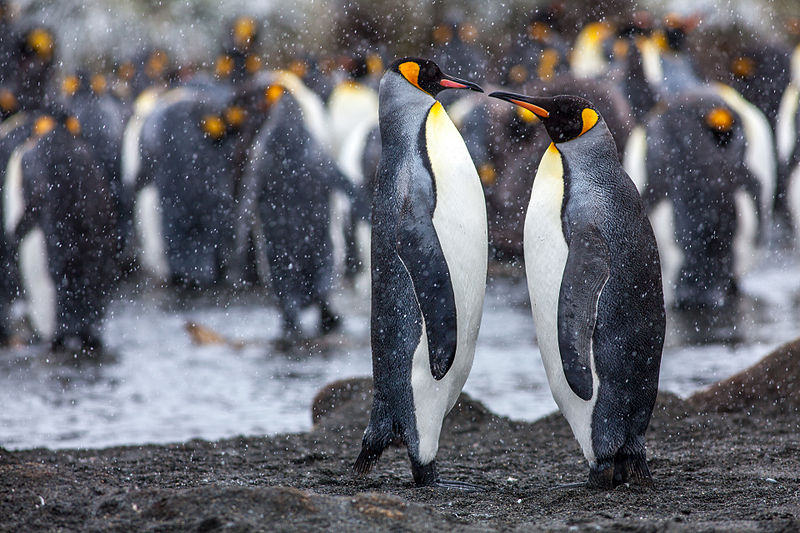 File:King Penguins on South Georgia Island.jpg