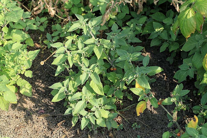 File:Kluse - Solanum luteum - Oranger Nachtschatten 09 ies.jpg