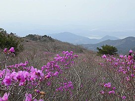 Korea-Mount Biseul-Azalea Valley-01.jpg