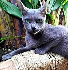 Kucing Indonesia.jpg