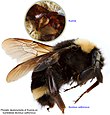 Кузиния на Bombus californicus BMOC 15-0515-073.jpg 