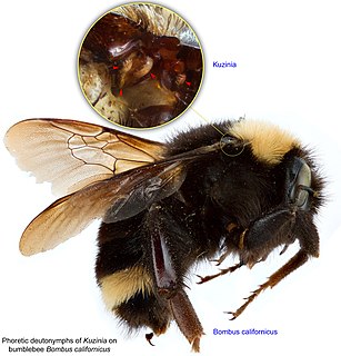 <i>Bombus californicus</i>