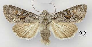 <i>Lacinipolia pensilis</i> Species of moth