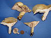 Lactarius aspideoides 21591.jpg