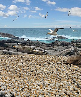 <span class="mw-page-title-main">Bird colony</span> Large congregation of birds at a particular location