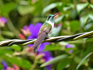 Green-throated mountaingem Species of hummingbird