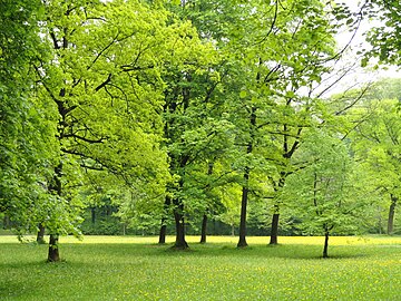 Landscape, Englischer Garten, Munich - DSC07139.JPG