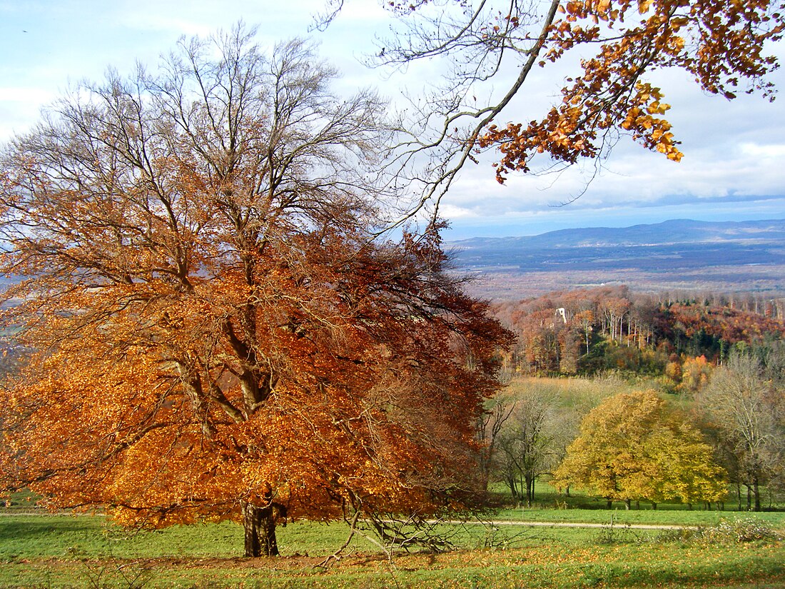 Schönberg mit Schwarzwaldhängen