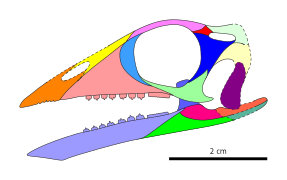 Langobardisaurus