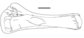 Laplatasaurus araukanicus Laplatasaurus Tibia-Fibula.png