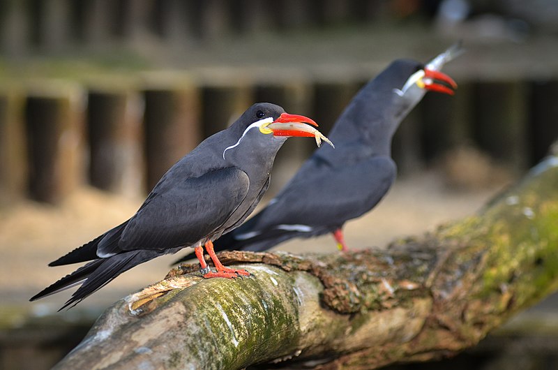 File:Larosterna inca (Inca Tern - Inkaseeschwalbe) Weltvogelpark Walsrode 2012-006.jpg