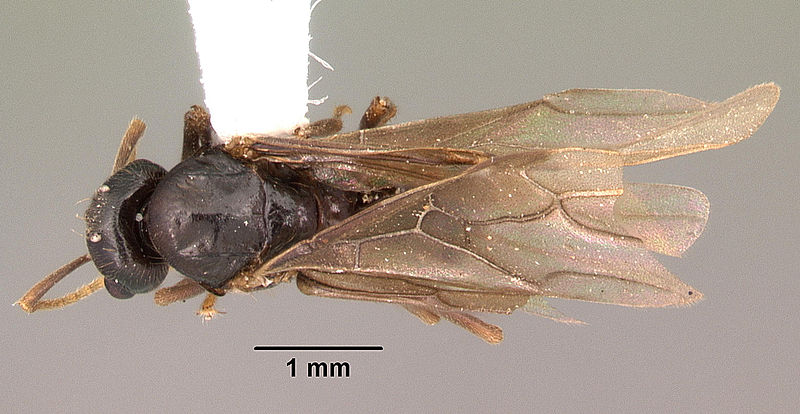 File:Lasius interjectus casent0103544 dorsal 1.jpg