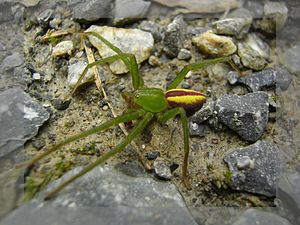 Pókok: Az arachnológia, A pókok anatómiája, Életmód