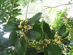 Flores de Laurus azorica.