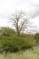 English: Dead Tree near Rudlos, Lauterbach, Hesse, Germany