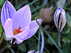 Lavatoggio-Crocus corsicus 1.jpg