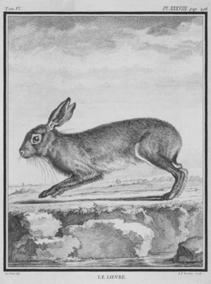 Le Lievre - Hare - Lepus europaeus - Gallica - ark 12148-btv1b2300253d-f40.png