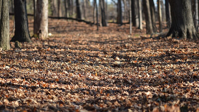 File:Leaf Litter - Guelph, Ontario.jpg