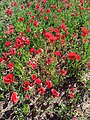 File:Legendary poppy field in Pavy 02.jpg