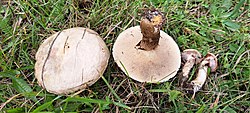 Lehisetatik Suillus viscidus Foto: Sven Pruul