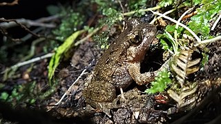 <span class="mw-page-title-main">Hochstetter's frog</span> Species of amphibian