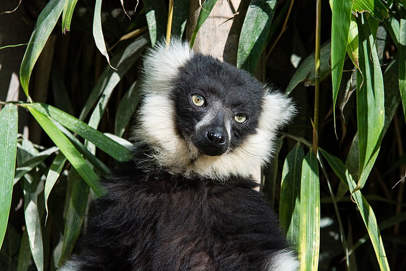 File:Lemur (36452919520).jpg