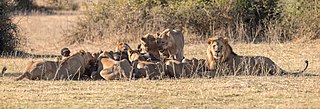 Leones (Panthera leo) deborando un búfalo africano negro (Syncerus caffer caffer), parque nacional de Chobe, Botsuana, 2018-07-28, DD 94-96 PAN.jpg