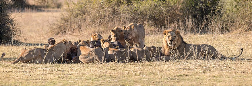 Panthera leo African Lions pack, feeding on a buffalo
